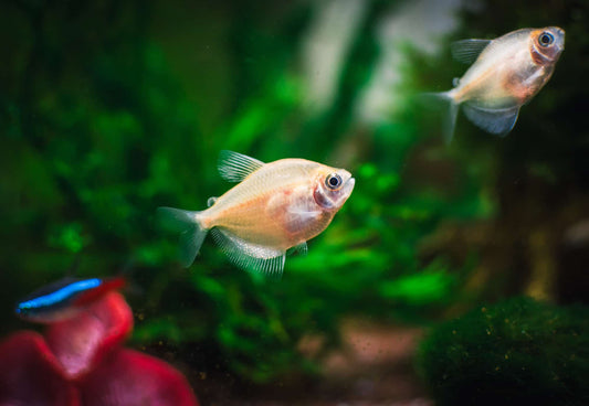 TETRA - ALBINO SKIRT