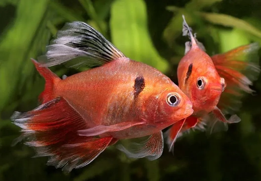 TETRA - HIFIN SERPAE RED