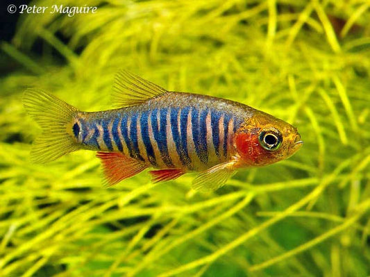 RASBORA- SHAWENSIS DANIO