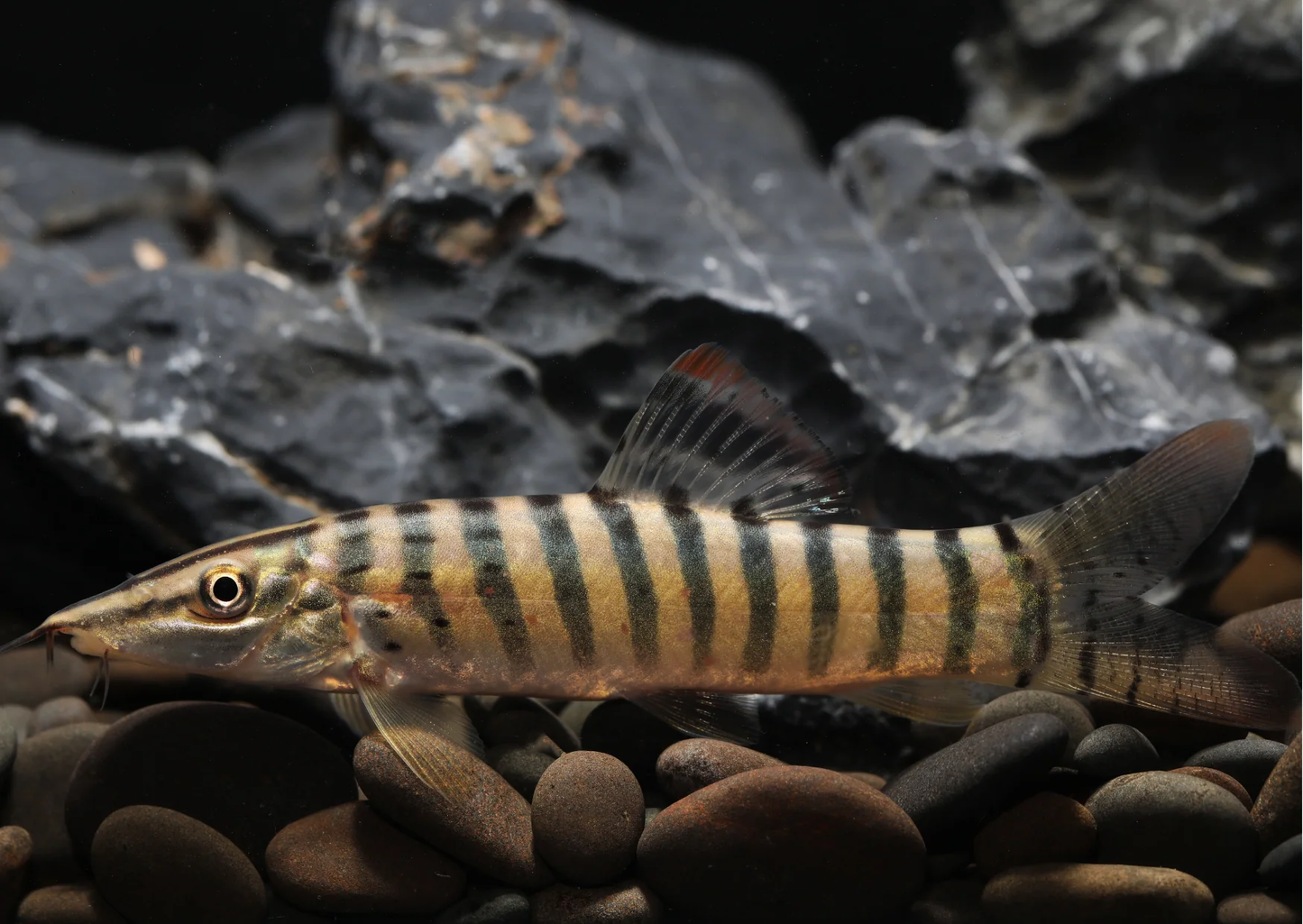 LOACH - BOTIA TIGER