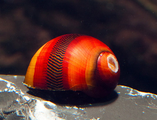 RED SNAIL