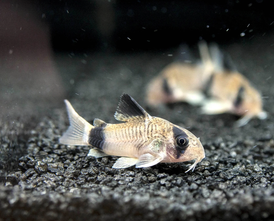 CORYDORAS PANDA