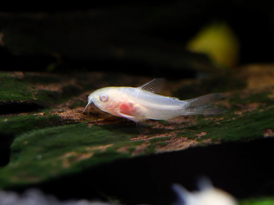 CORYDORAS PIGMY ALBINO