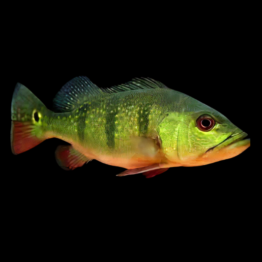 PEACKOCK BASS PINIMA