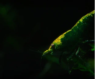 Green Jade Yellowback