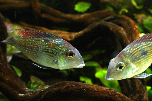 GEOPHAGUS GURUPI