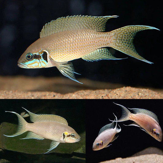 BRICARDI CICHLID