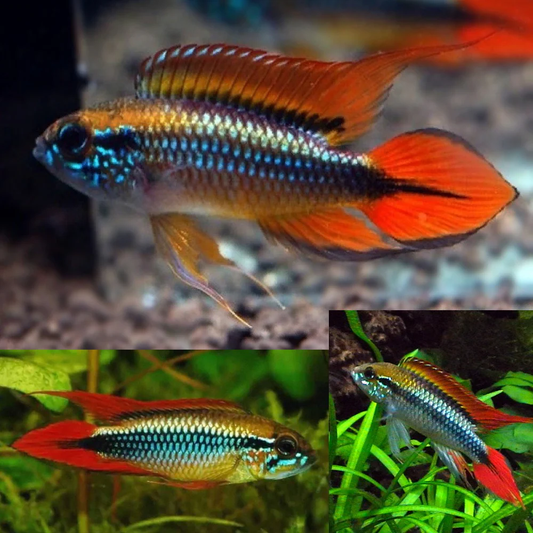 APISTOGRAMMA AGASSIZI DOUBLE RED
