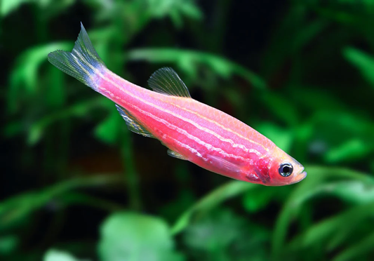PINK DANIO