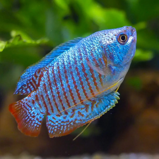 BLUE GOURAMI