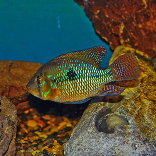 PEARL CICHLID