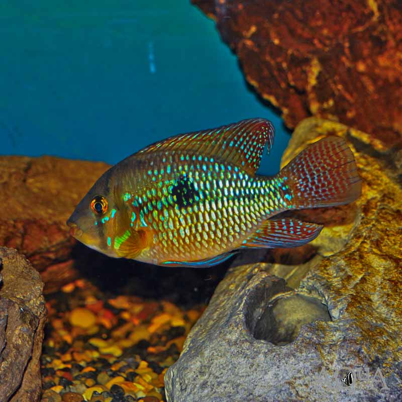 PEARL CICHLID