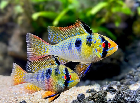 BLUE RAMIREZI