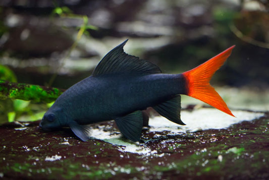 REDFIN SHARK