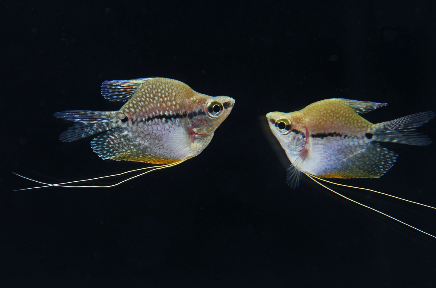 GOURAMIES - PEARL BALLOON GOURAMI