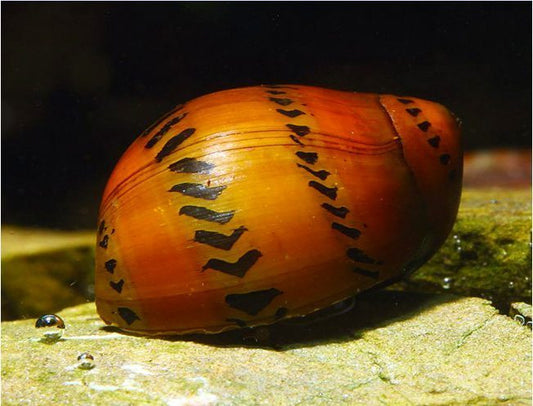 TIGER SNAIL