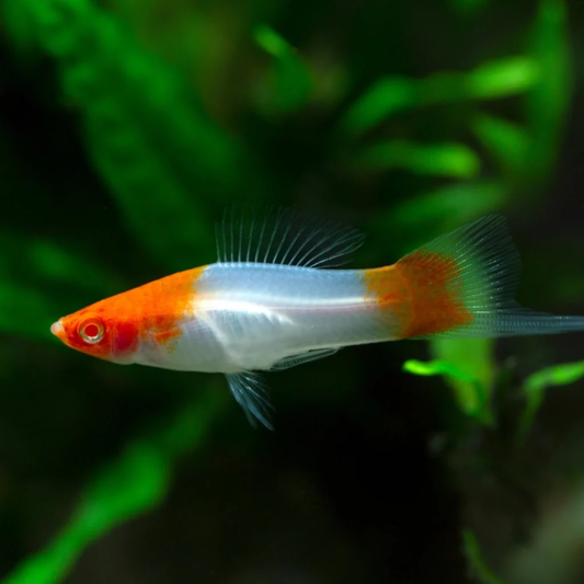 KOI SWORDTAIL / KOHAKU PLATY