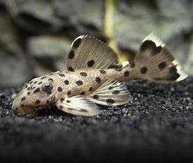 L-264 - Sultan Pleco