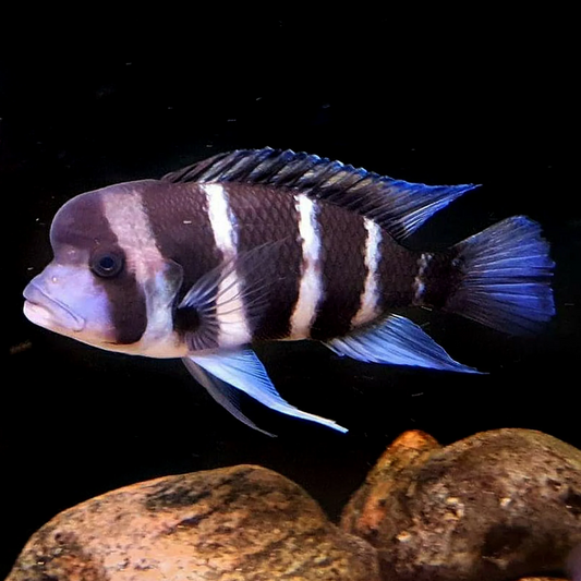 FRONTOSA BURUNDY