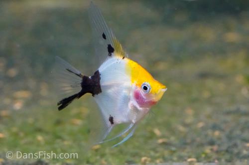 ANGELFISH-YELLOW HEAD