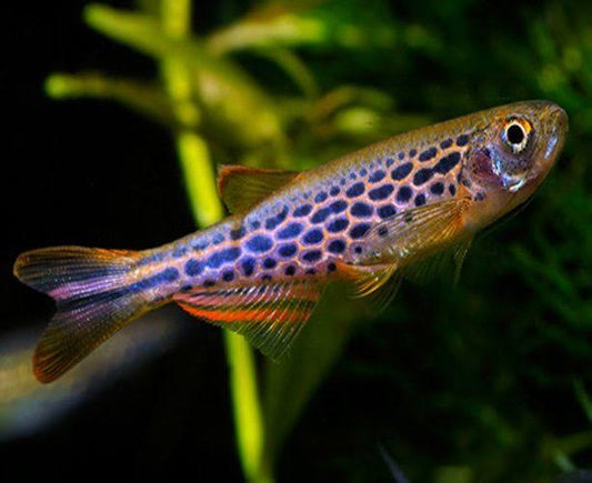 DANIO - LEOPARD