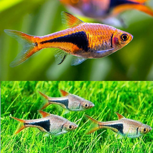 RASBORA - HARLEQUIN