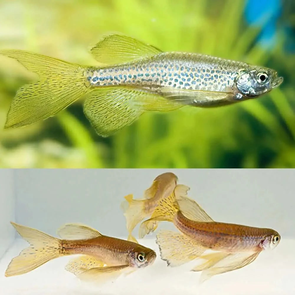 DANIO - LEOPARD HIFIN