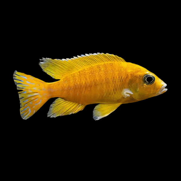 GOLDEN PEACOCK AFRICAN CICHLID