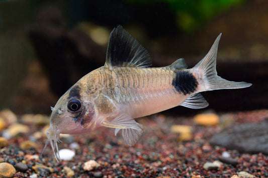 CORYDORAS OEYAPOK