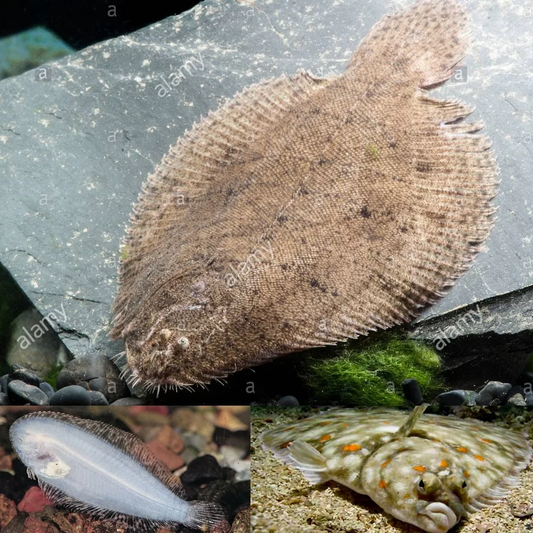 MISC- FLOUNDER FRESWATER