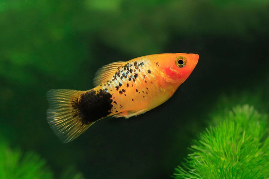 PLATIES - SPOTTED