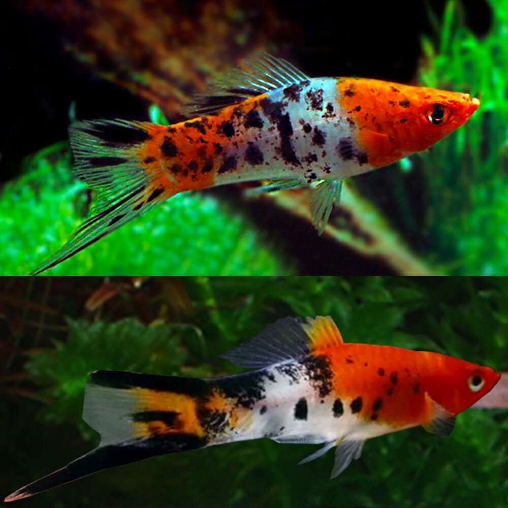 SWORDTAIL - KOI SWORDTAIL