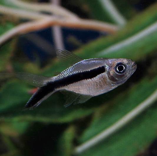 TETRA - PENGUIN BALLOON TETRA