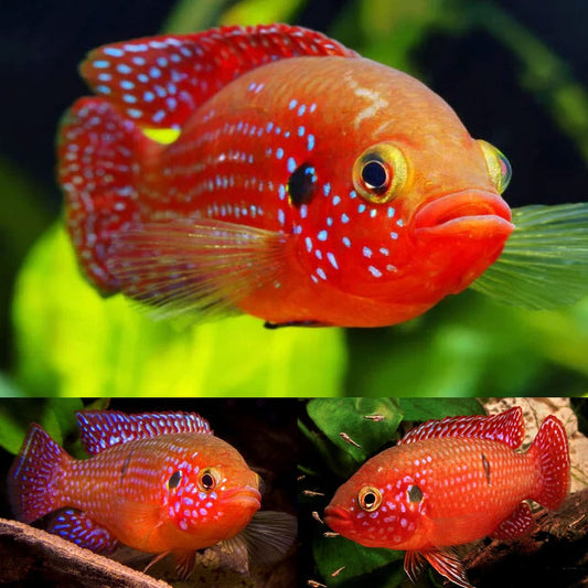RED JEWEL CICHLID