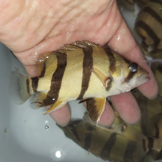 INDONESIA TIGER FISH 3 BAR