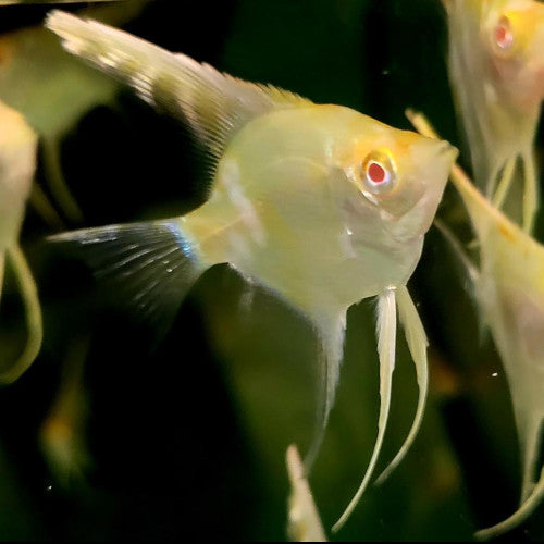 RED EYE GOLDEN ANGEL