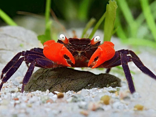 RED DEVIL CRAB