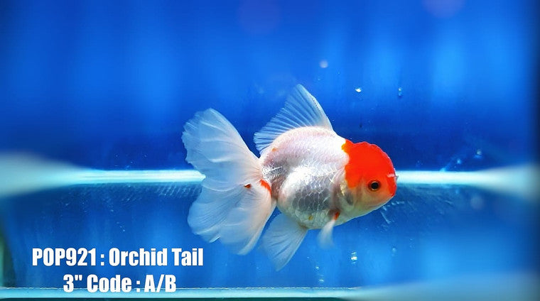 Red Cap White Oranda Lionface with Cap High Quality - Bags