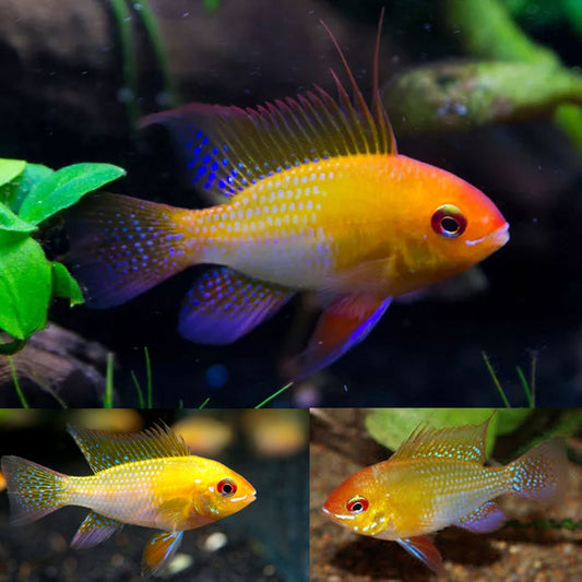 GOLDEN RAMIREZI CICHLID