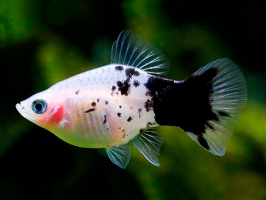 PANDA PLATY