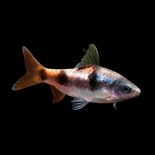 TAMBRAPARNI BARB