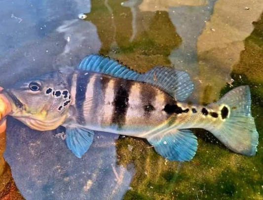 PEACKOCK BASS AZUL