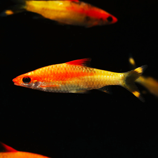 GOLDEN RED-LINE TORPEDO BARB