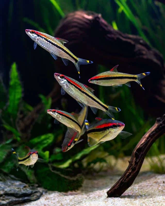 SHARK - ROSELINE