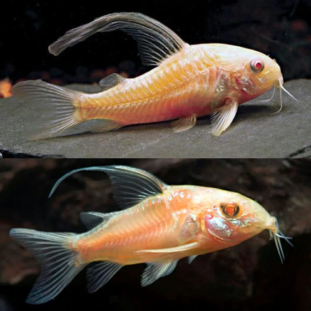 CATFISH - CORYDORAS ALBINO LONGFIN