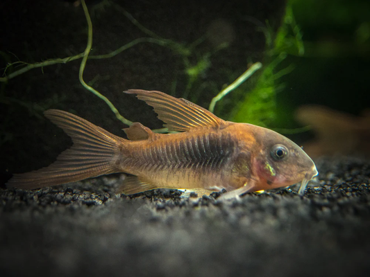 CATFISH - CORYDORAS BRONZE LONGFIN