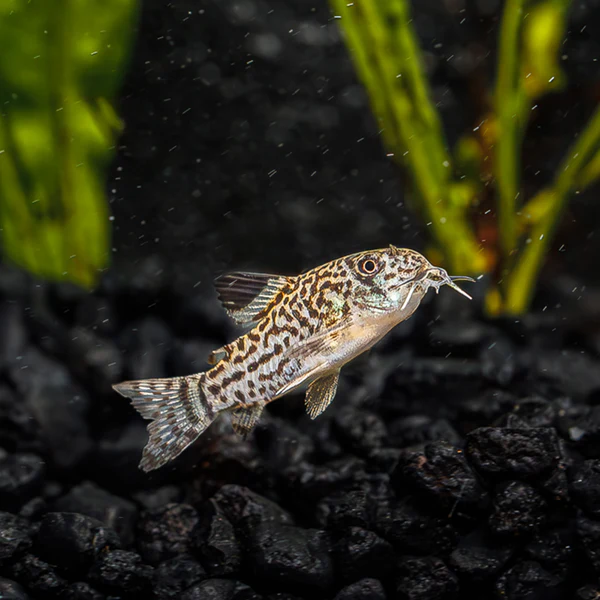 CATFISH - CORYDORAS JULII