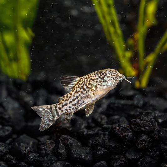 CATFISH - CORYDORAS JULII