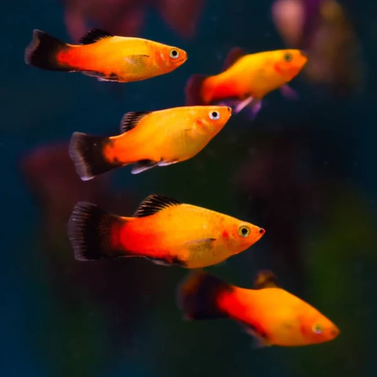 PLATIES - SUNSET WAG HIFIN