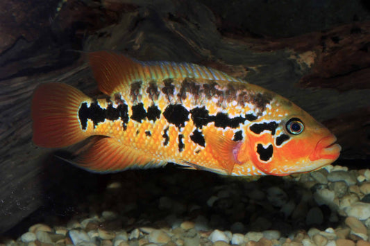 RED TIGER MANAGUENSE